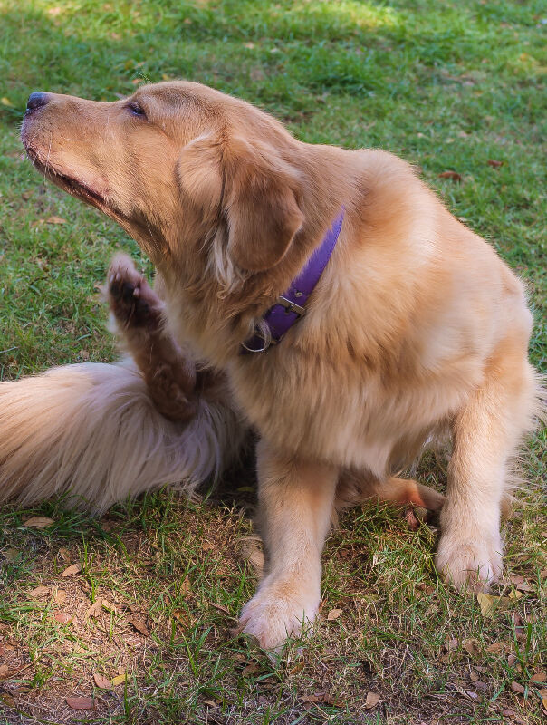 dog scratching dog scratching